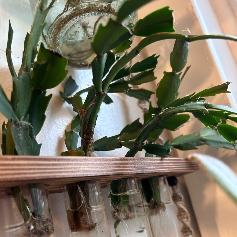 Thanksgiving cactus starter plants - Picture 2 of 3